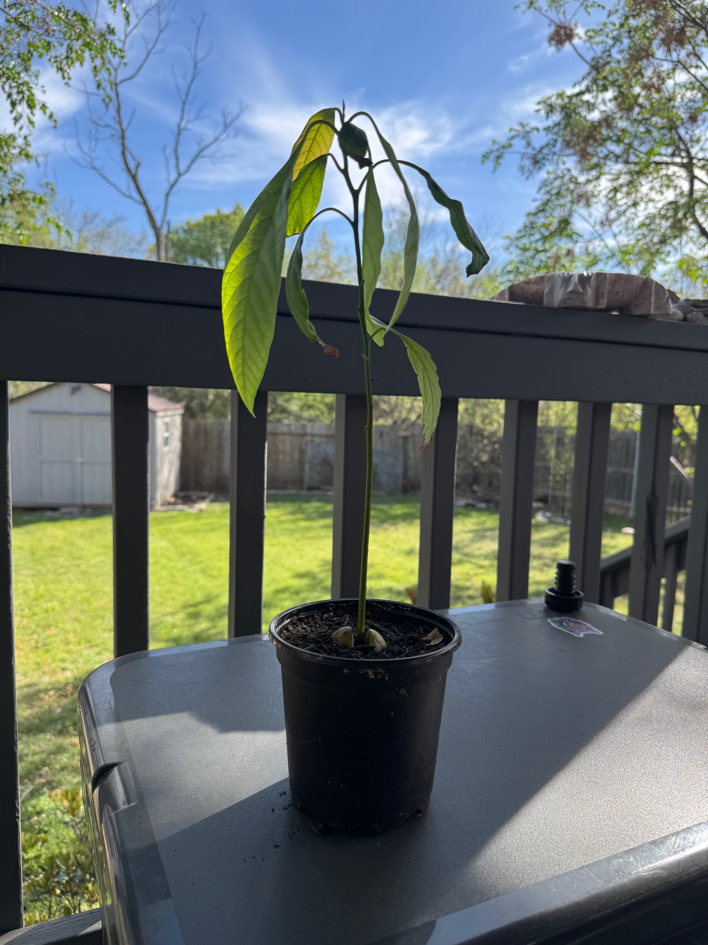 Organic Avocado Tree