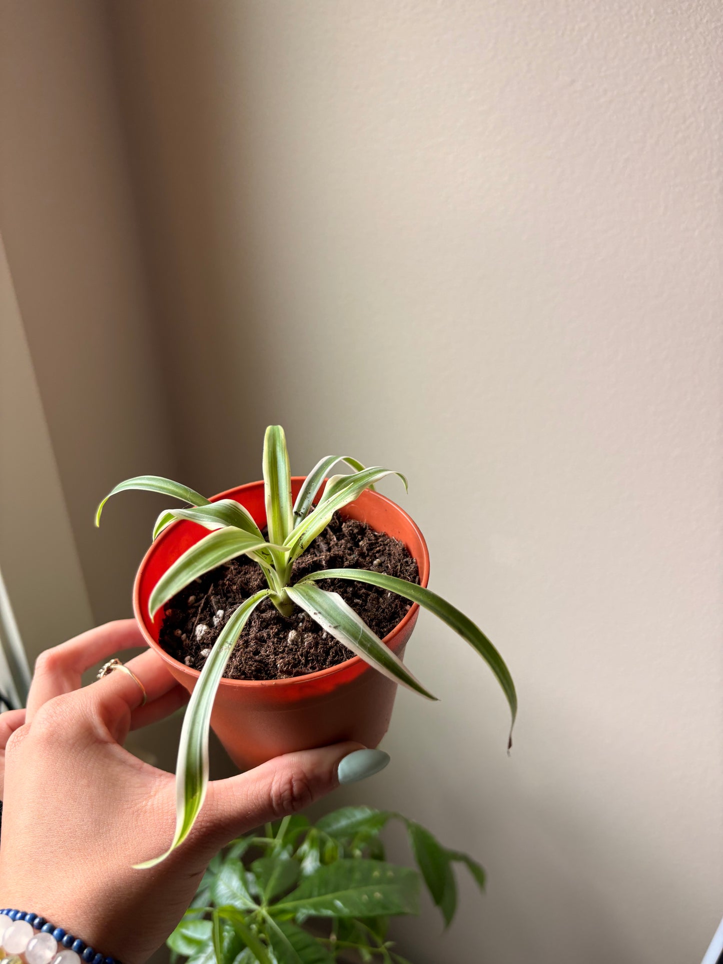 Spider Plant | 4" or 6" Pot