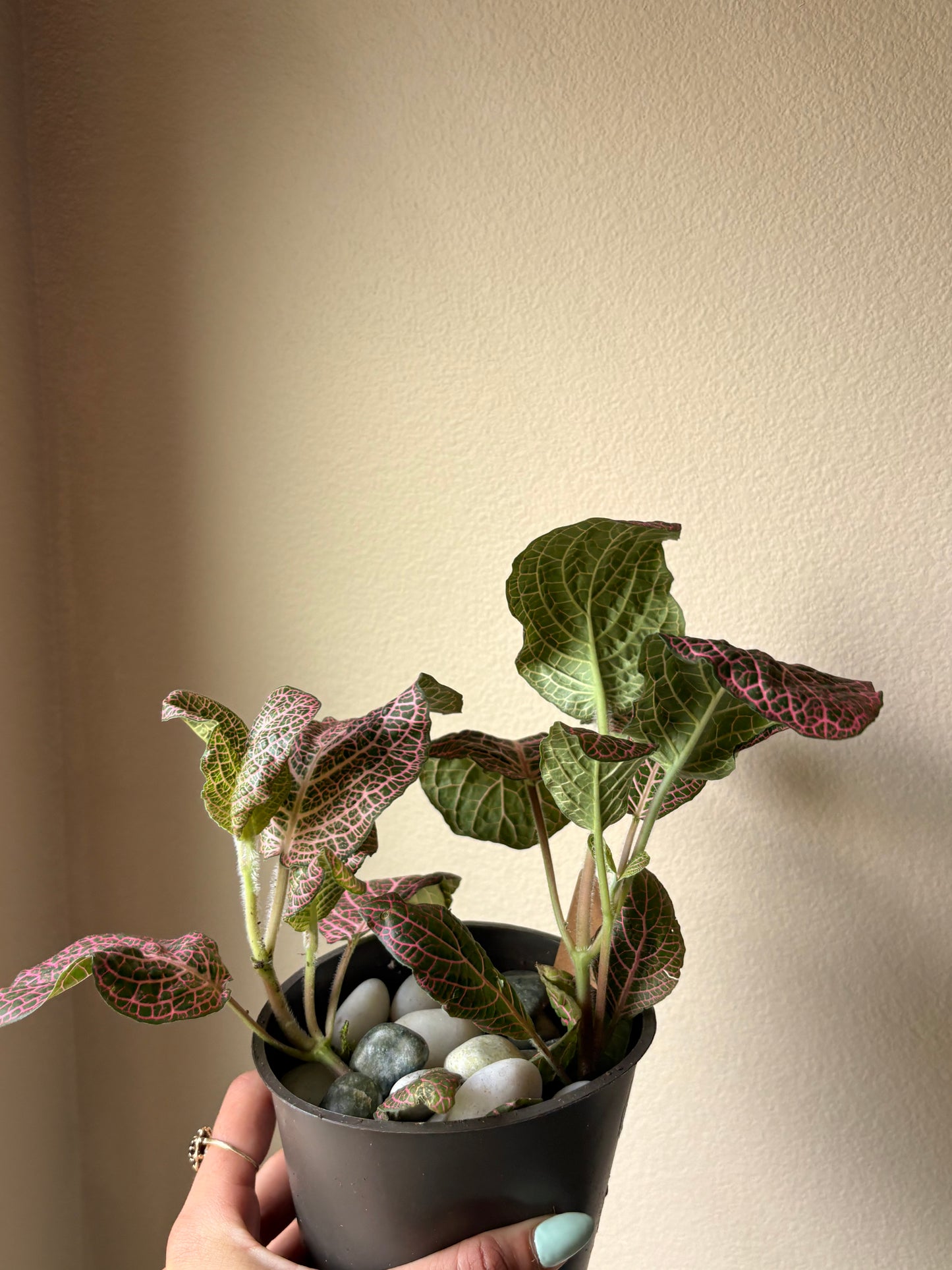 Fittona Plant | 4" Pot