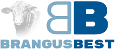 Brangus Best Beef