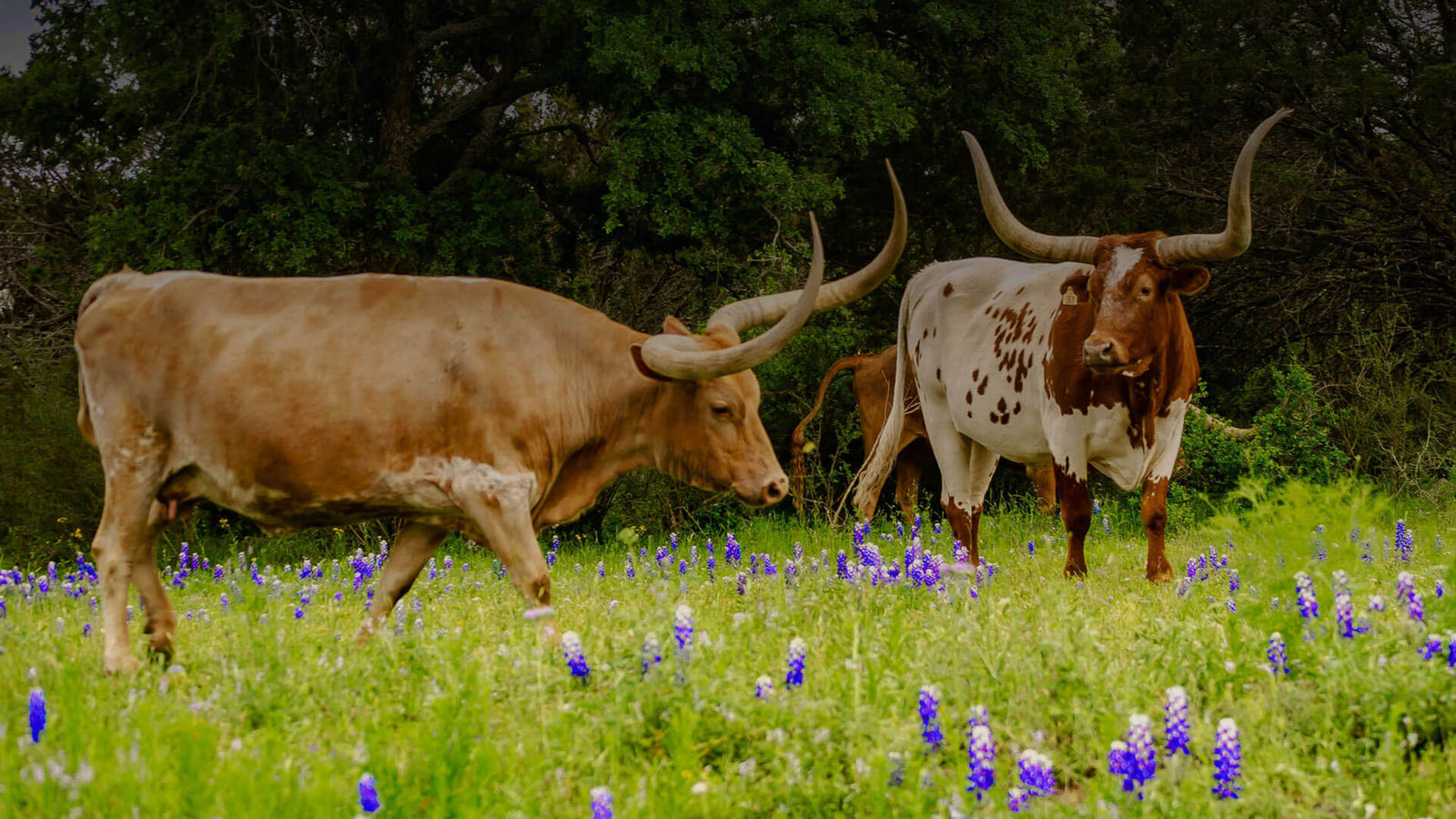 Austin Farmers Market