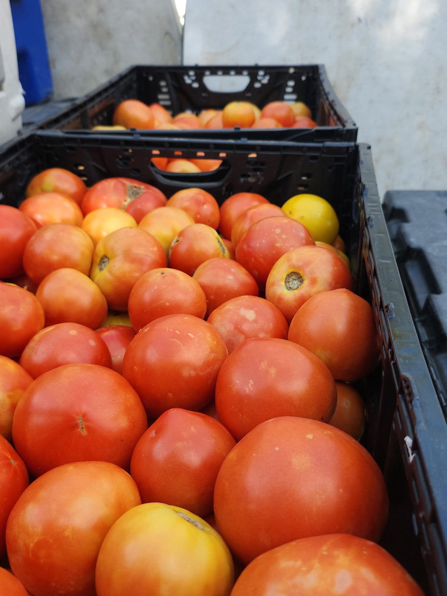 Organic Tomatoes | 1 lb