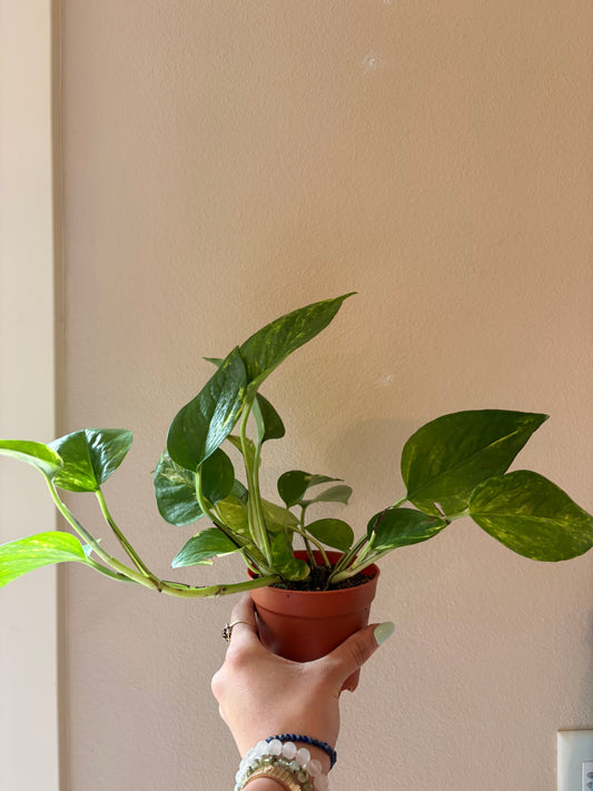Pothos Plant | 4" or 6" Pot