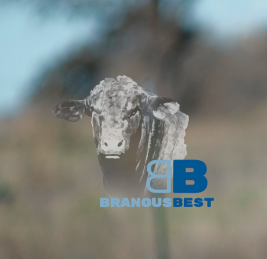 NY Strip Steak – Pack of 2 Steaks | 1.7-1.9 lbs (100% Grass-fed, Grass-finished)