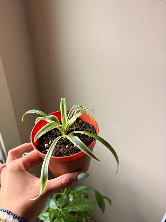 Spider Plant | 4" or 6" Pot