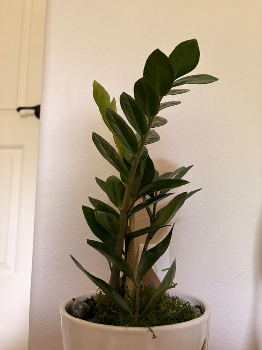 ZZ Plant | 4" or 6" Pot
