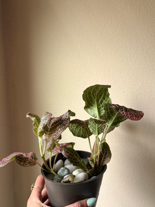 Fittona Plant | 4" Pot